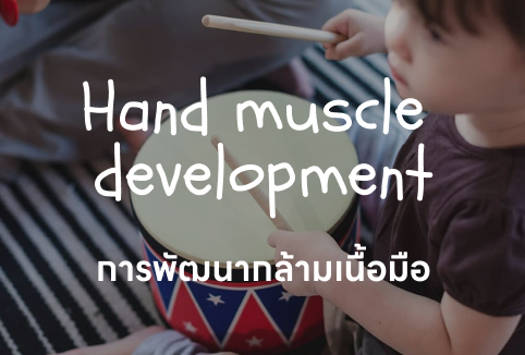 Hand muscle development
